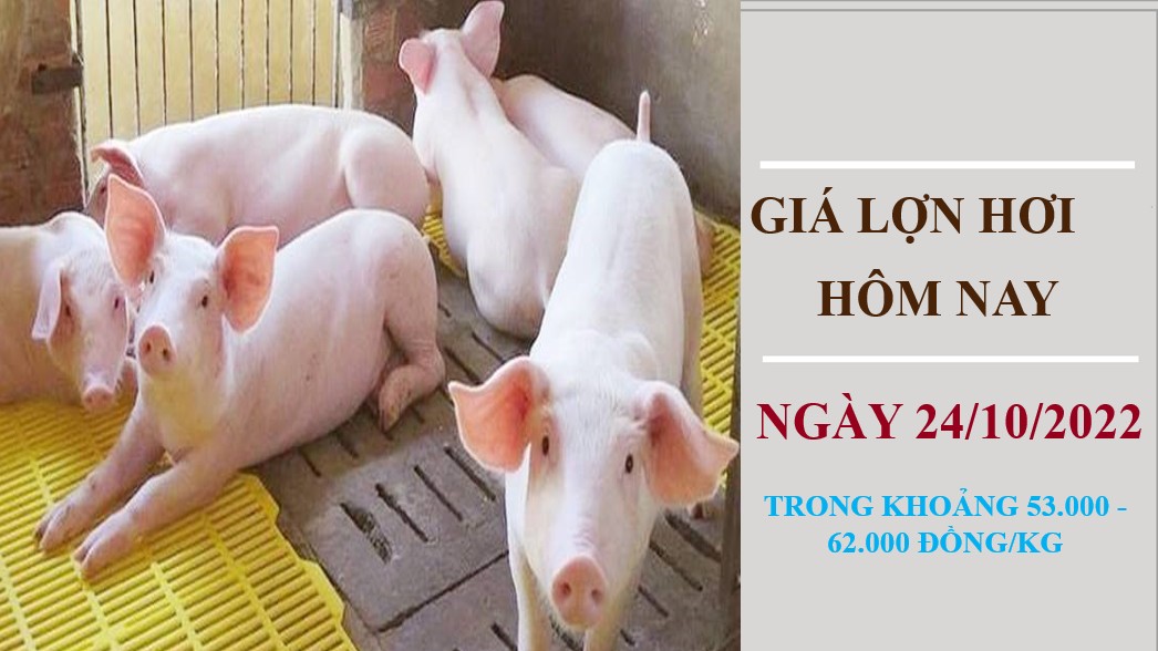 Giá lợn hơi hôm nay 24/10/2022: Ổn định trên diện rộng