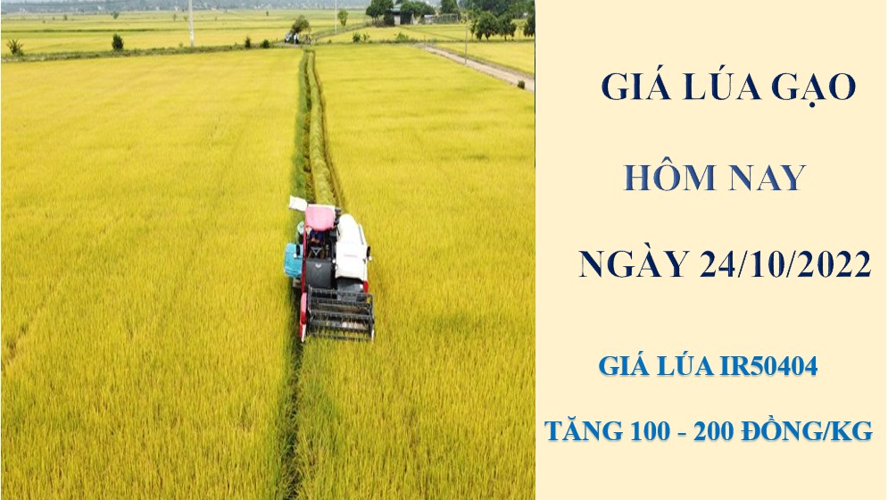 Giá lúa gạo hôm nay 24/10/2022: Giá lúa tăng nhẹ