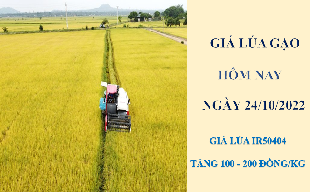 Giá lúa gạo hôm nay 24/10/2022: Giá lúa tăng nhẹ