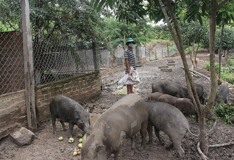 Lợn rừng lai có sức đề kháng tốt và ăn thức ăn tự nhiên.