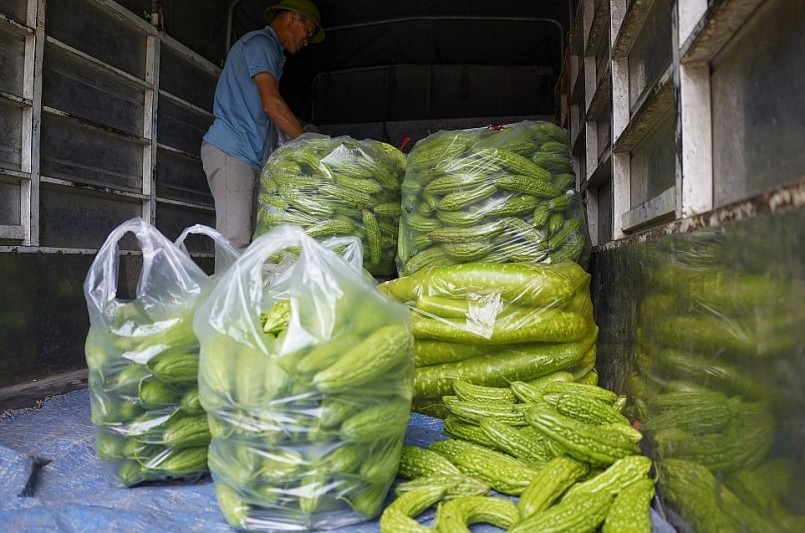 Theo ước tính, mỗi năm vựa rau Văn Đức cho thu hoạch 37.000 tấn, trong đó khoảng 5.000 tấn rau VietGAP, song chỉ 20% đi vào siêu thị.
