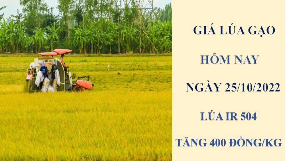Giá lúa gạo hôm nay 25/10/2022: Giá lúa tăng 400 đồng/kg
