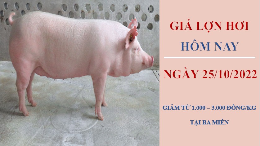 Giá lợn hơi hôm nay 25/10/2022: Quay đầu giảm tại ba miền