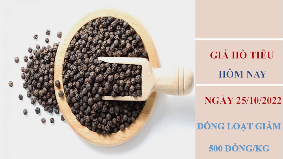 Giá hồ tiêu hôm nay 25/10/2022: Giảm 500 đồng/kg toàn thị trường