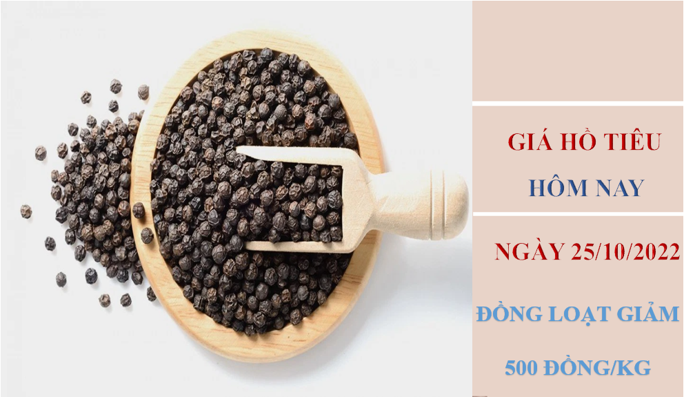 Giá hồ tiêu hôm nay 25/10/2022: Giảm 500 đồng/kg toàn thị trường