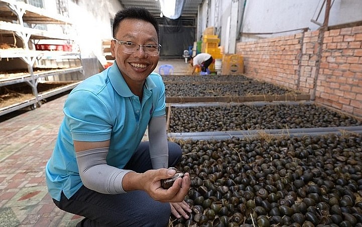 Năm nay dự kiến anh Lâm cung ứng ra thị trường khoảng 10 tấn ốc gác bếp.