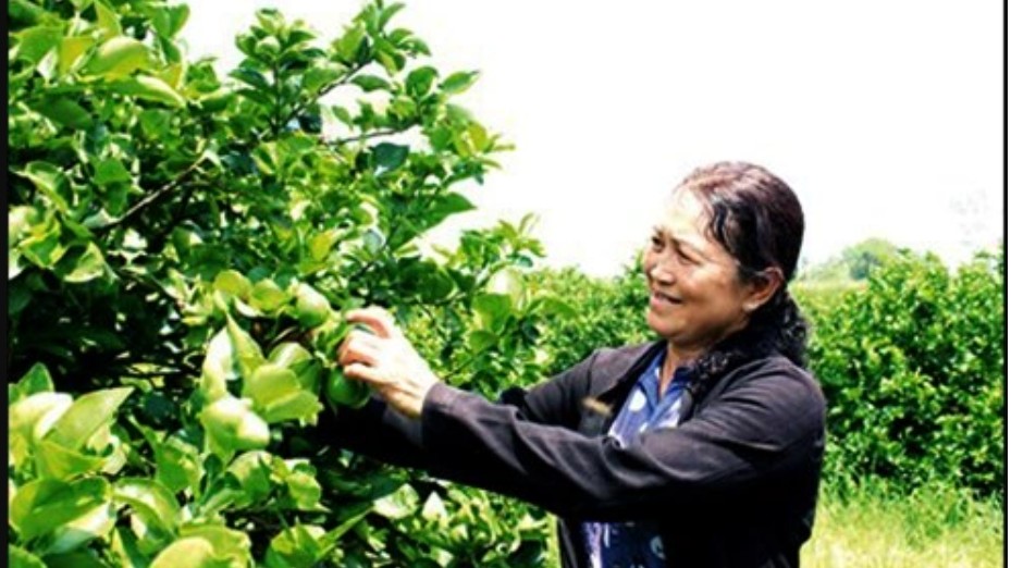 Bà Ba trồng loại quả không hạt, mỗi ngày thu về 100 tấn