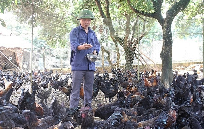 Theo ông Lê Đình Quý, Phó Giám đốc HTX Yên Hòa Phú, với 1.000 gà khi nuôi theo hướng hữu cơ, các hộ chăn nuôi tiết kiệm được 3 - 4 triệu đồng chi phí mua thuốc phòng trị bệnh.