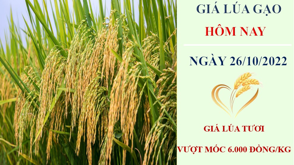 Giá lúa gạo hôm nay 26/10/2022: Giá lúa tiếp đà tăng 200 đồng/kg