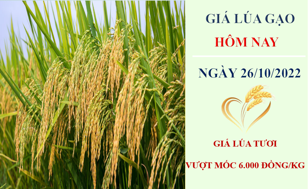 Giá lúa gạo hôm nay 26/10/2022: Giá lúa tiếp đà tăng 200 đồng/kg