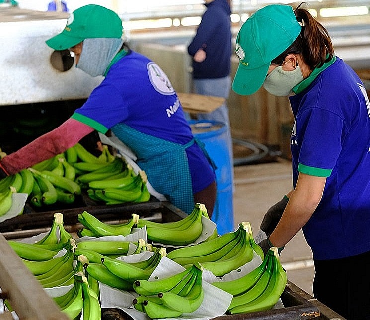 Nhật Bản tăng cường nhập khẩu chuối của Việt Nam vì… ngon