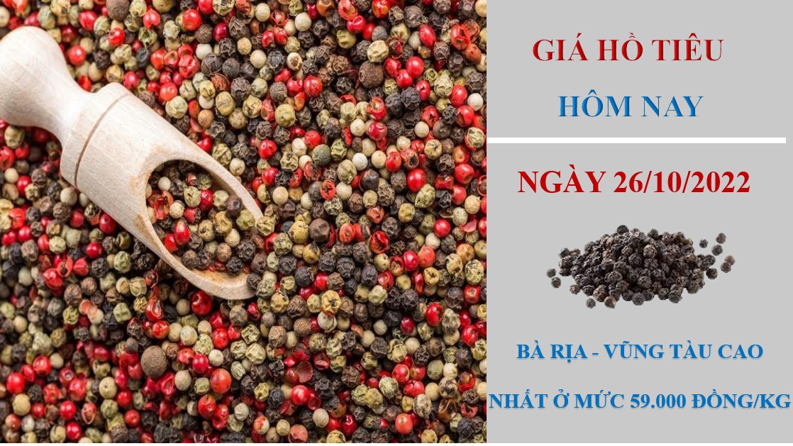 Giá hồ tiêu hôm nay 26/10/2022: Không có thay đổi mới