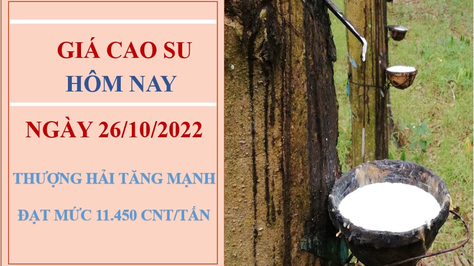 Giá cao su hôm nay 26/10/2022: Tăng mạnh trên Sàn thượng Hải