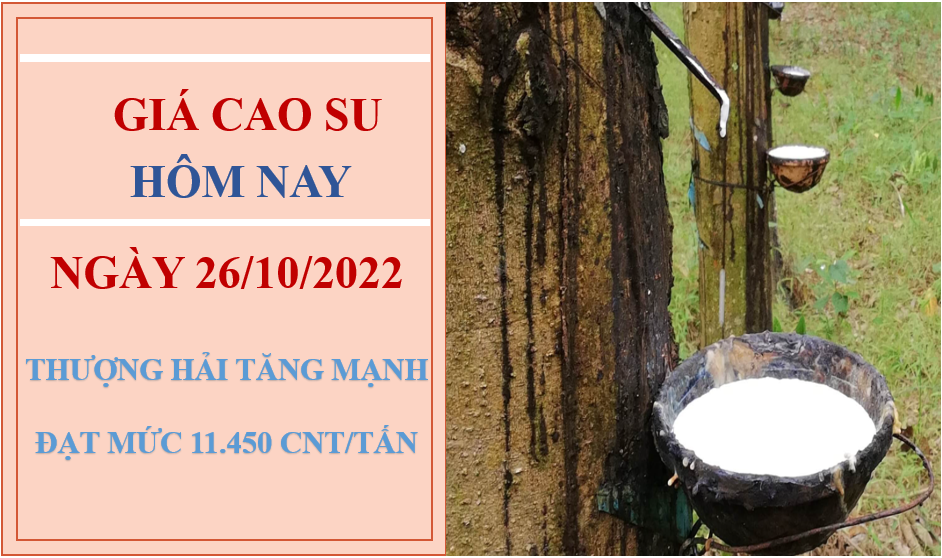 Giá cao su hôm nay 26/10/2022: Tăng mạnh trên Sàn thượng Hải