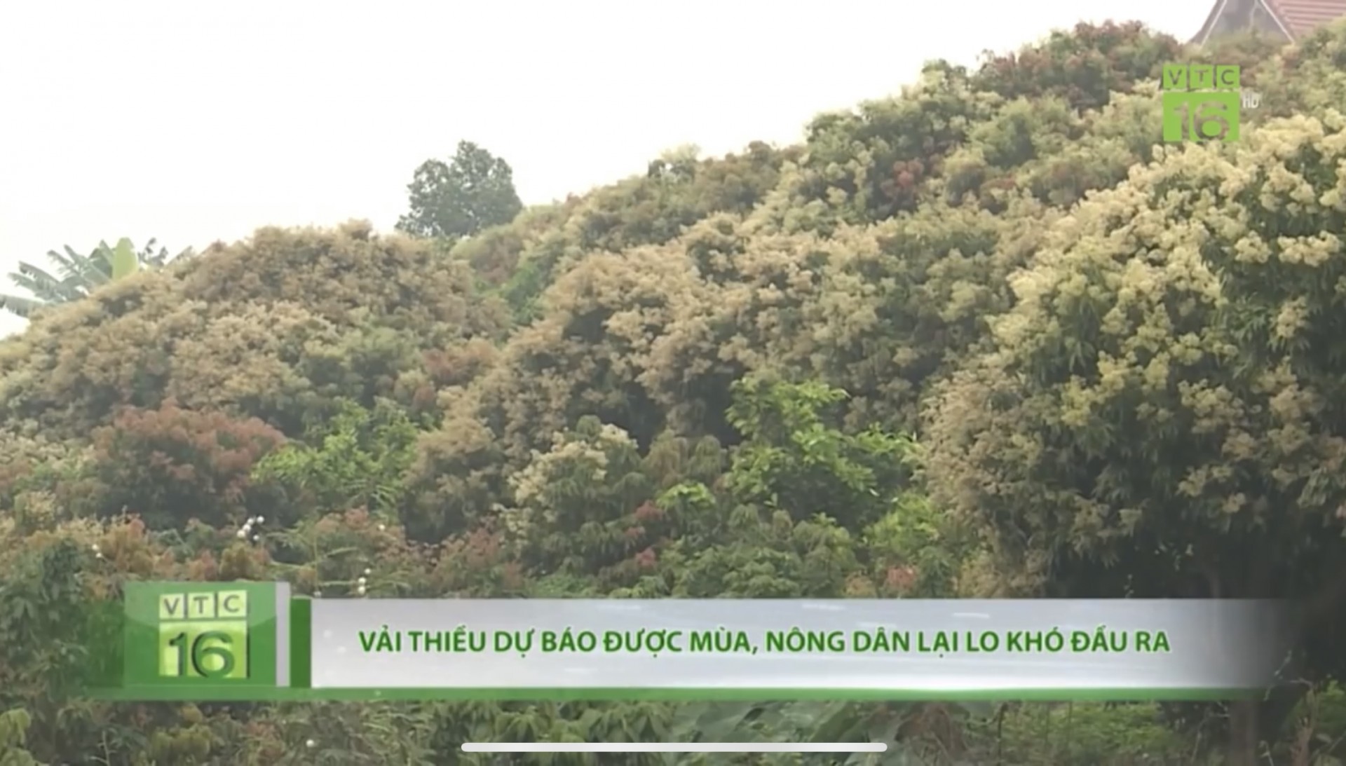 Dự báo vải thiều được mùa, nhưng khó đầu ra