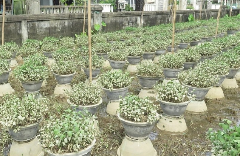 Hơn 80 héc ta hoa, rau màu các loại ở thành phố Huế bị thiệt hại do mưa lũ.