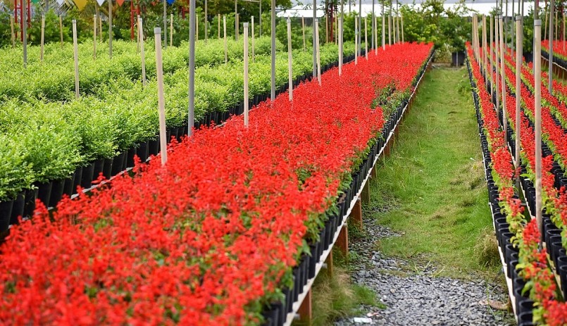 Làng hoa Sa Đéc nổi tiếng cả nước với nghề trồng hoa, cây cảnh truyền thống.