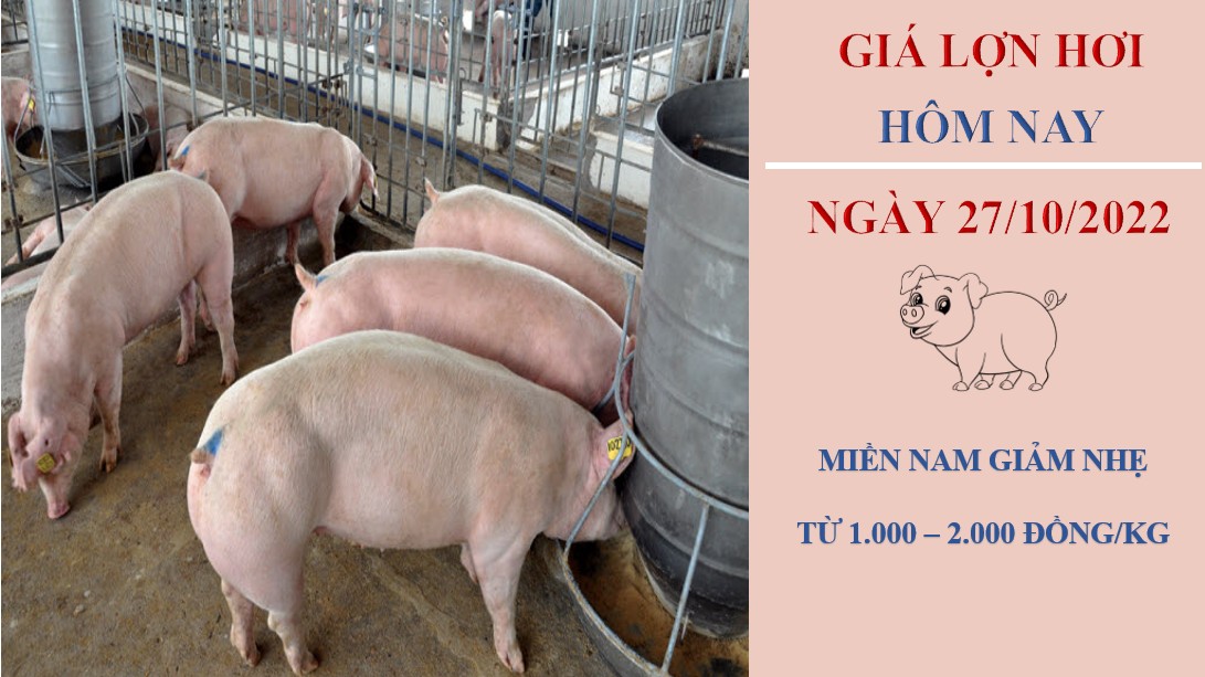 Giá lợn hơi hôm nay 27/10/2022: Giảm nhẹ tại khu vực miền Nam