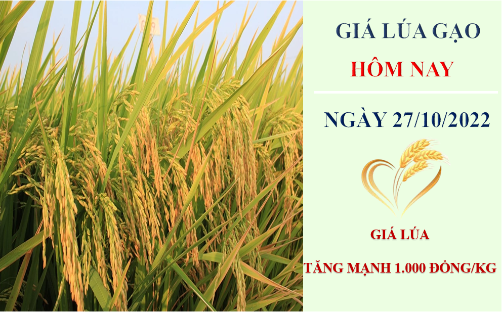 Giá lúa gạo hôm nay 27/10/2022: Giá lúa tăng mạnh 1.000 đồng/kg