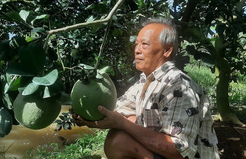 Ông Phạm Văn Đông với vườn bưởi hữu cơ -Ảnh: MT