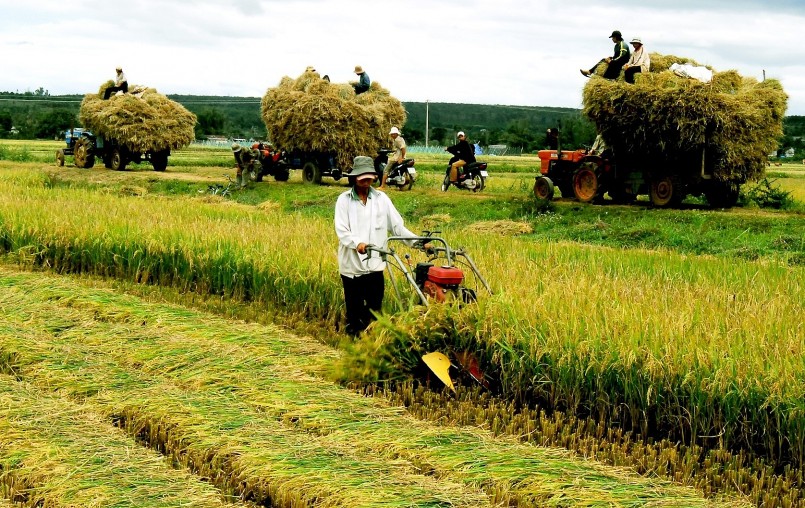 Liên kết vùng, xây dựng vùng nguyên liệu đồng bộ, căn cơ là vấn đề hết sức quan trọng trong thúc đẩy tiêu thụ nông sản tại Việt Nam hiện nay.