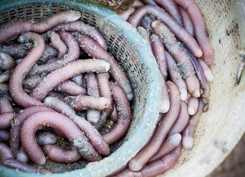 Mùa khai thác sá sùng thường diễn ra từ tháng 3 đến tháng 7 và cũng là lúc sá sùng có chất lượng tốt nhất