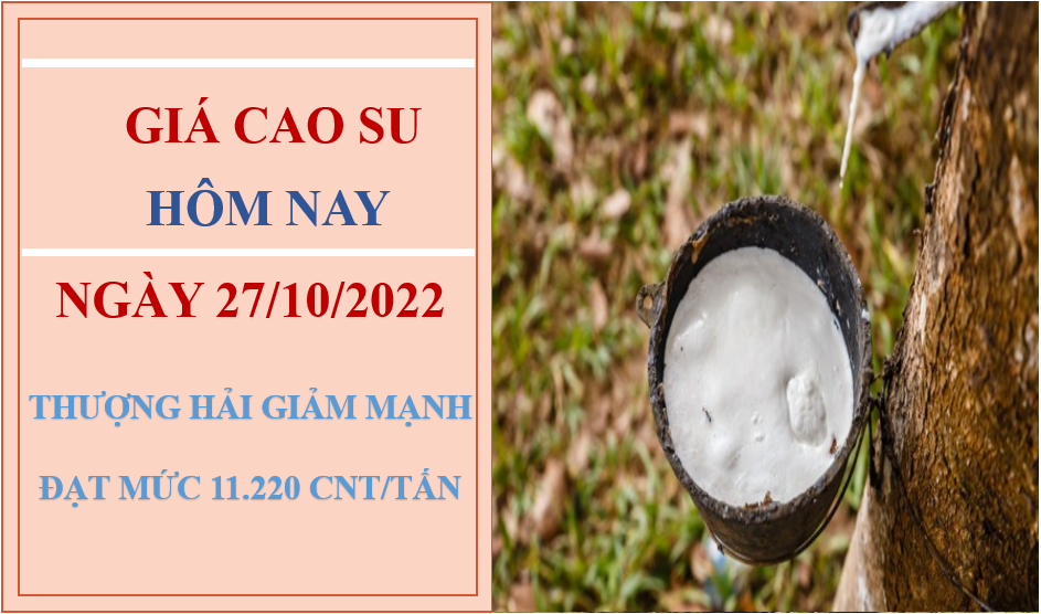 Giá cao su hôm nay 27/10/2022: Lao dốc toàn thị trường