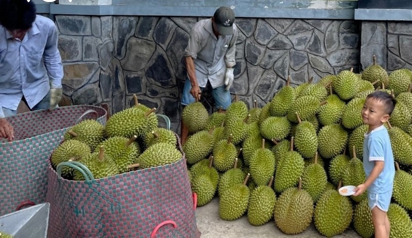 Nông dân phấn khởi vì sầu riêng được mùa, giá cao kỷ lục.