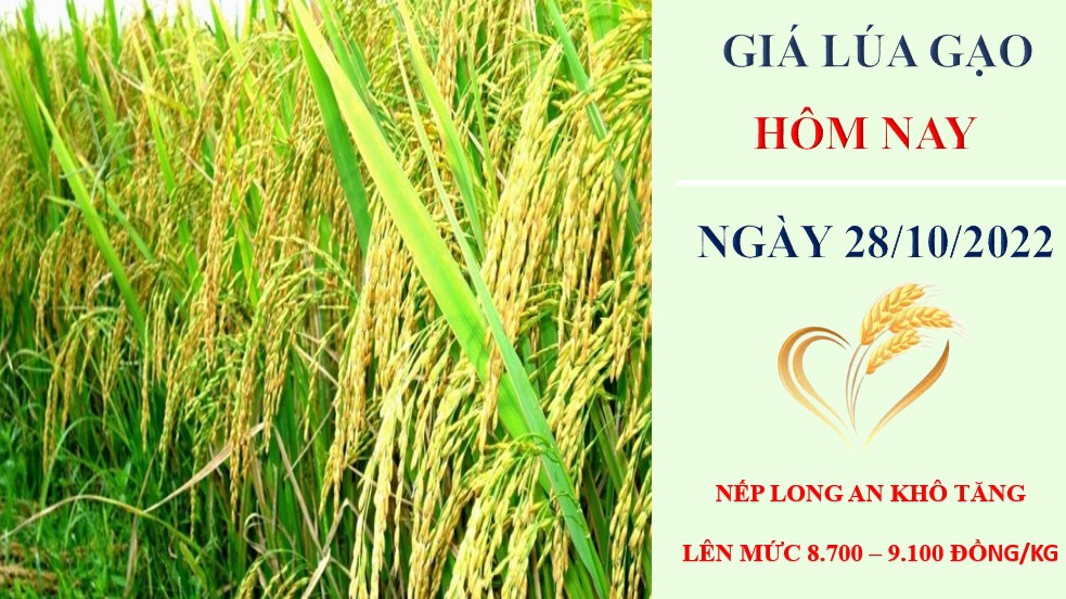 Giá lúa gạo hôm nay 28/10/022: Giá lúa tiếp tục tăng 100 – 200 đồng/kg