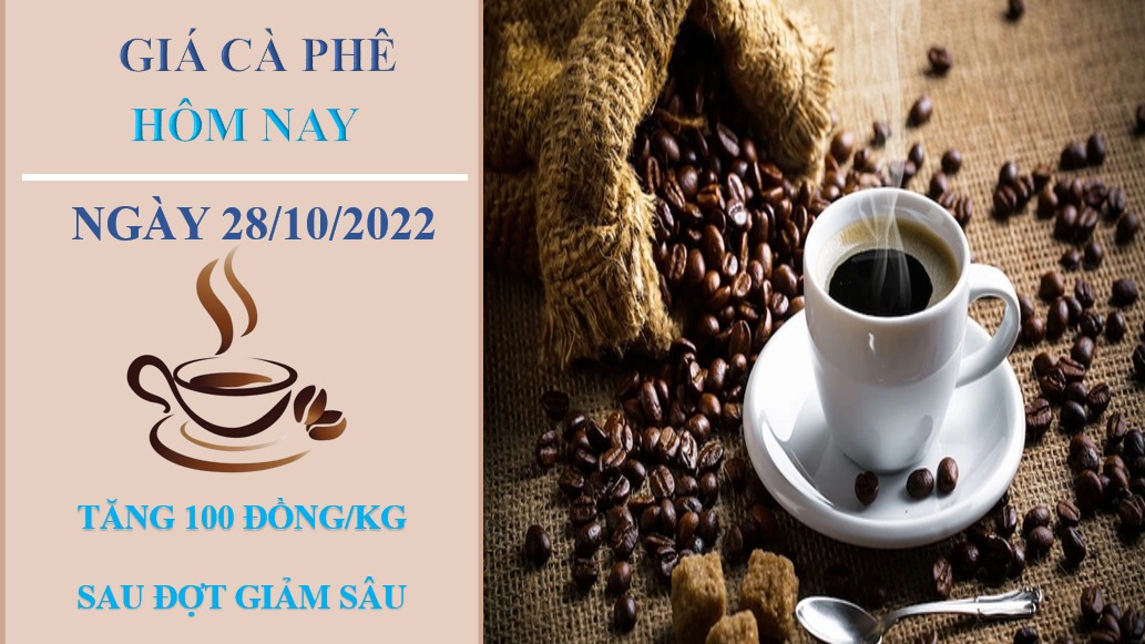 Giá cà phê hôm nay 28/10/2022: Tăng 100 đồng/kg sau đợt giảm sâu