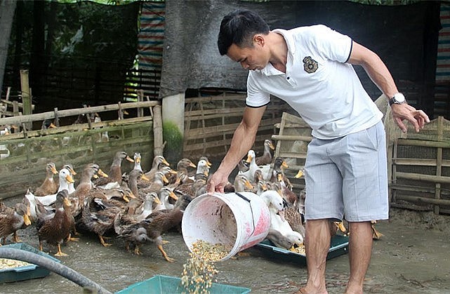 Anh Hoàng Văn Soi, thôn Nặm Trọ, xã Lâm Thượng cho vịt ăn lúa, ngô trộn thân chuối thái nhỏ để đàn vịt phát triển tốt.