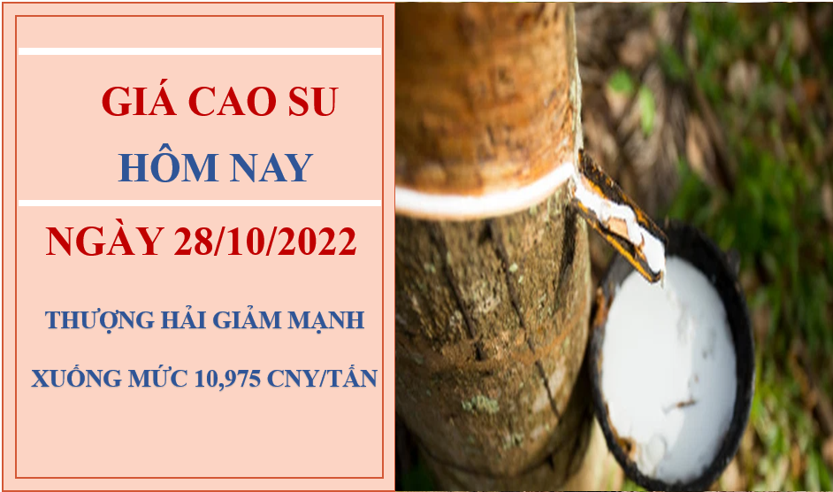 Giá cao su hôm nay 28/10/2022: Giảm mạnh tại thị trường châu Á