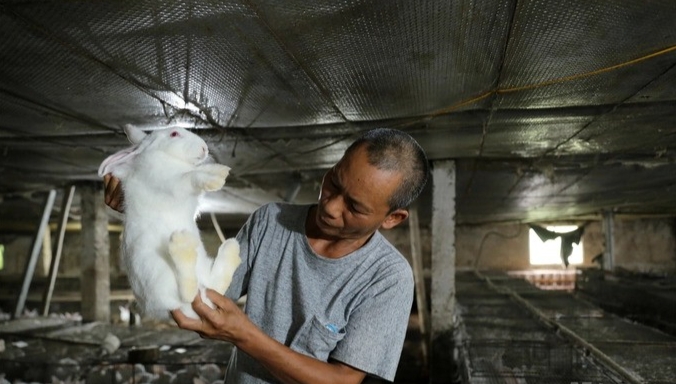 Nhờ vận dụng đúng phương pháp trong chăn nuôi, trại thỏ của ông Khánh đạt tổng đàn 3.000 – 4.000 con, trong đó có 200 thỏ mẹ sinh sản. Thỏ xuất ra đến đâu thương lái thu mua ngay đến đó