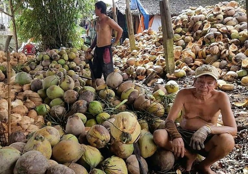 Người trồng dừa Bến Tre đang “thiệt hại kép” do giá dừa rớt chạm đáy và sâu bệnh tấn công.