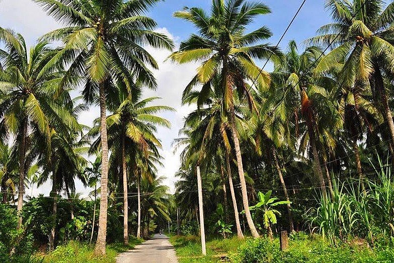 Tỉnh Bến Tre có diện tích trồng dừa lớn nhất cả nước với hơn 77.000 ha.