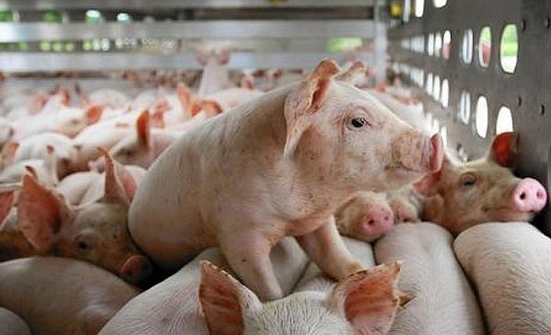 Giá lợn hơi hôm nay 29/10/2022: Miền Trung tiếp tục giảm 1.000 đồng/kg