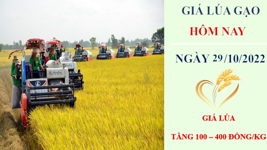 Giá lúa gạo hôm nay 29/10/2022: Giá lúa tăng 100 – 400 đồng/kg