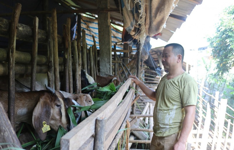 Để nâng cao thêm thu nhập cho gia đình, anh Nguyễn Hồng Minh còn nuôi thêm dê