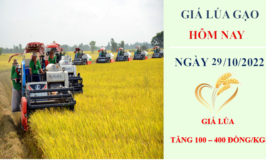 Giá lúa gạo hôm nay 29/10/2022: Giá lúa tăng 100 – 400 đồng/kg