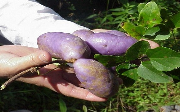 Loại trái cây này có hình thức giống xoài tím hay khoai lang tím nhạt màu. 