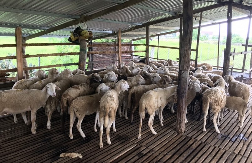 Mỗi ngày, chị Toán dành khoảng 2 tiếng ở trang trại cừu. 