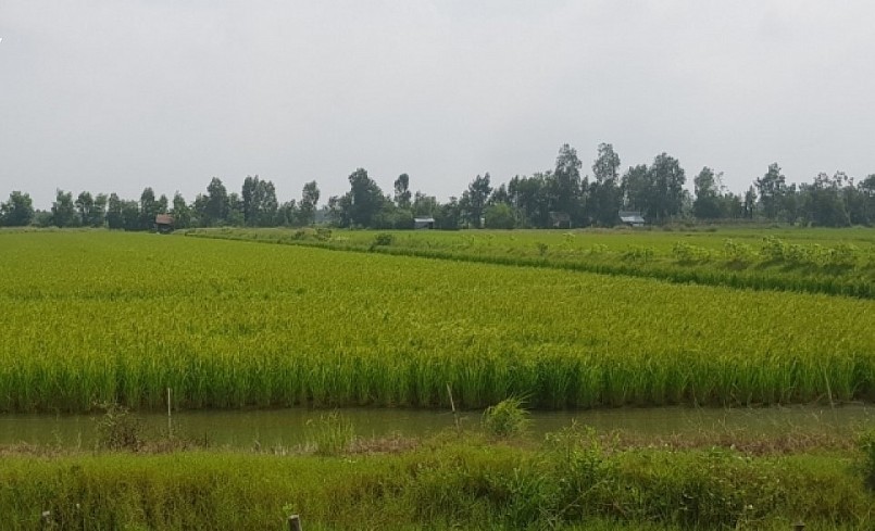 An Minh có 500 ha lúa sản xuất theo hướng hữu cơ.