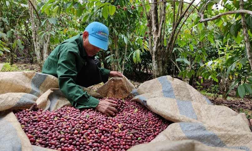 Từ đầu năm đến nay, xuất khẩu cà phê của Việt Nam có nhiều khởi sắc.