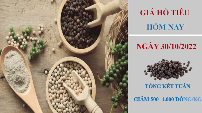 Giá hồ tiêu hôm nay 30/10/2022: Tổng kết tuần giảm từ 500 – 1.000 Đồng/kg