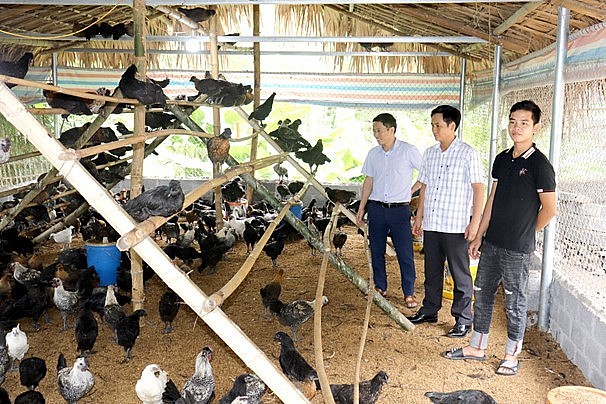 Phương pháp nuôi gà đặc sản bằng cách cho leo dàn của Lương Văn Nam rất đặc biệt.