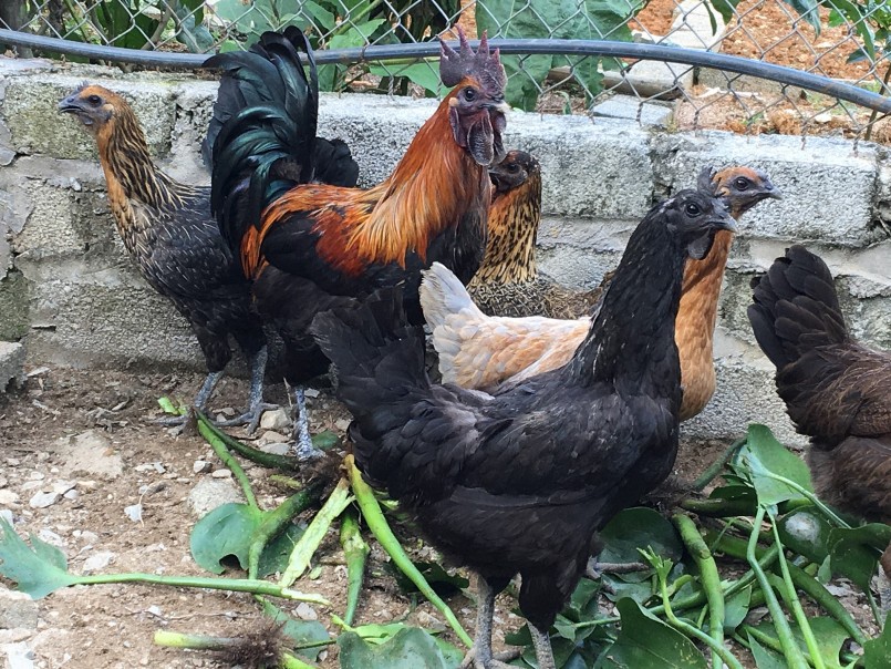 Giống gà Mông đen đặc sản được nhiều nông dân nhân rộng, cho hiệu quả kinh tế cao.