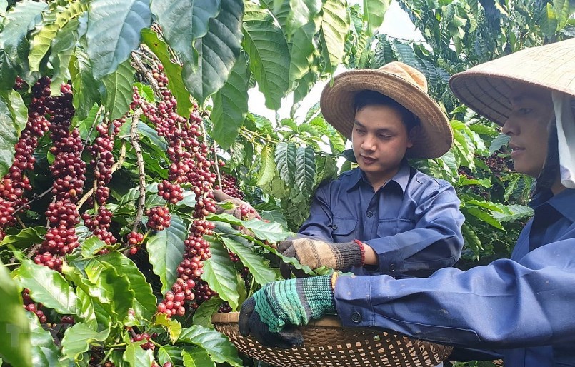 Xuất khẩu cà phê của Việt Nam đang nỗ lực cán đích 4 tỷ USD trong năm 2022.