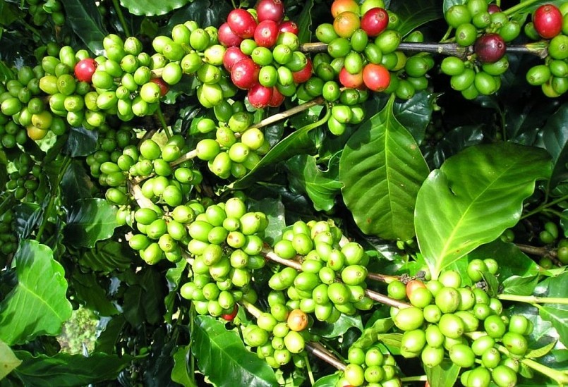 Việt Nam đang bước vào thời điểm thu hoạch cà phê .