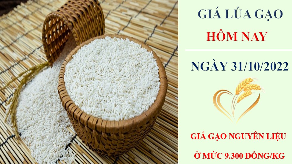 Giá lúa gạo hôm nay 31/10/2022: Giá lúa gạo neo ở mức cao
