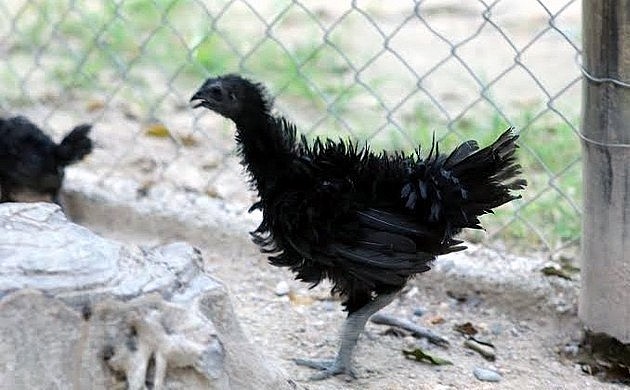 Gà đen mặt quỷ có tên là Ayam Cemani, thường được gọi với cái tên dân dã là gà đen Indo hay gà “Lamborghini” .